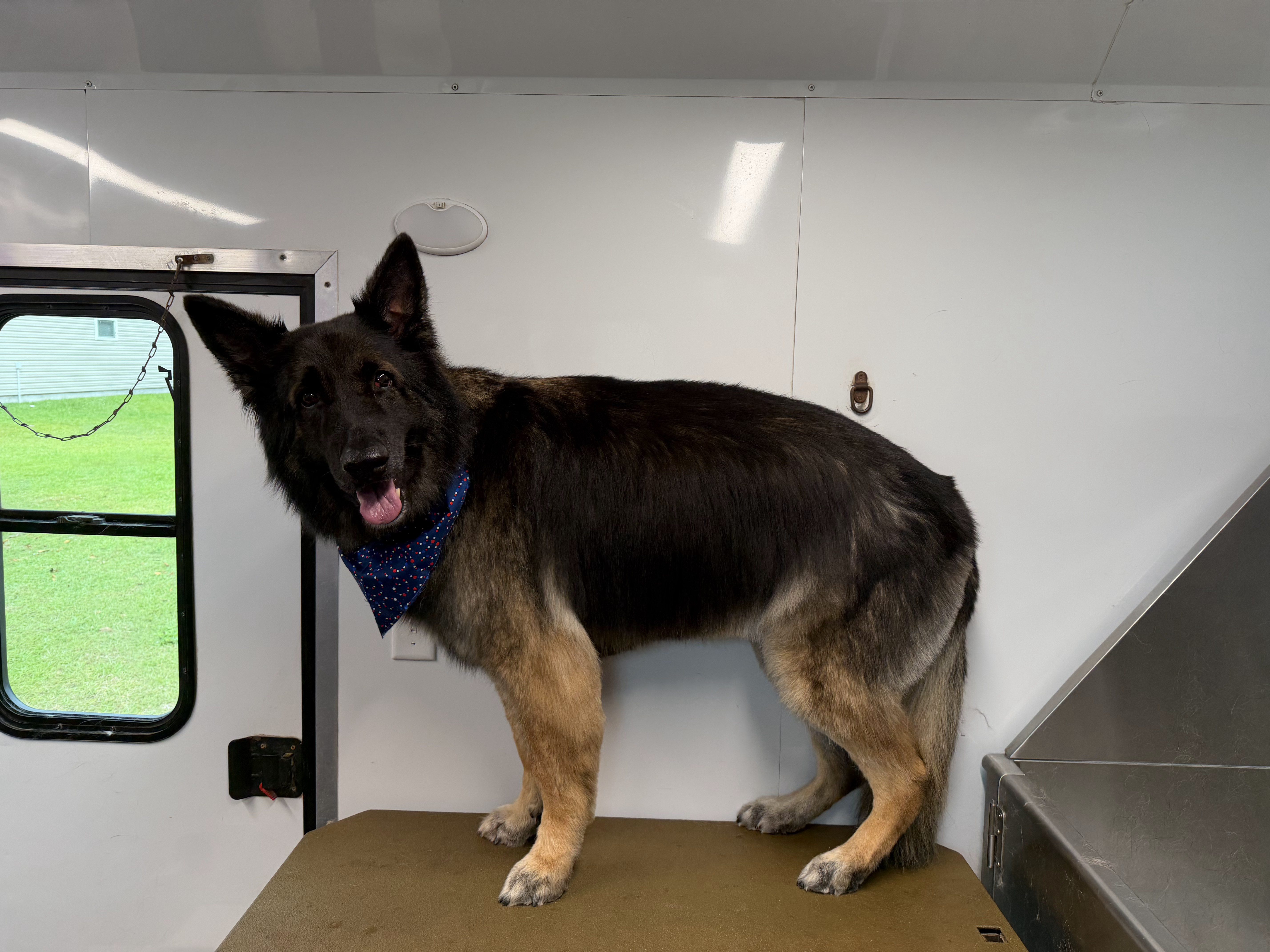 Before grooming
